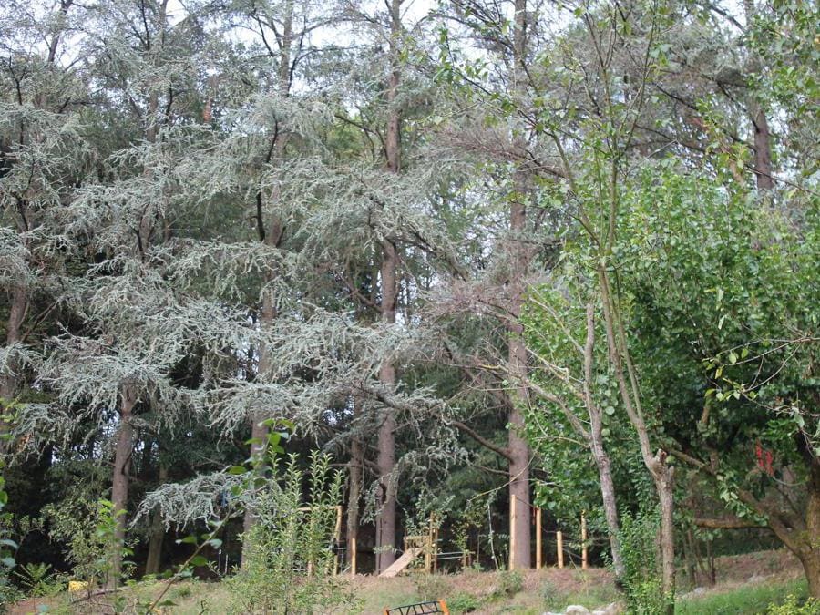La vegetazione di Villa Bella