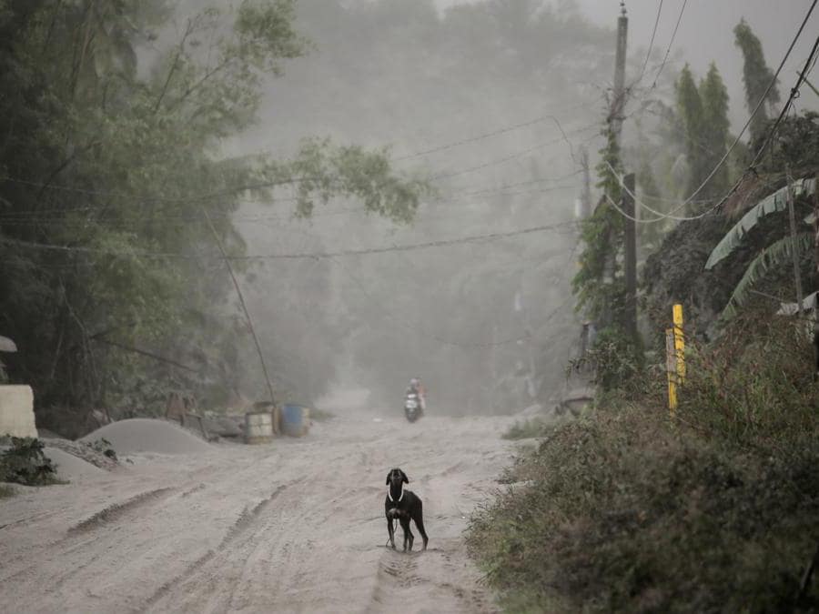 Un cane randagio abbaia su una strada coperta di cenere dal vulcano Taal ad Agoncillo, città di Batangas, Filippine. REUTERS/Eloisa Lopez