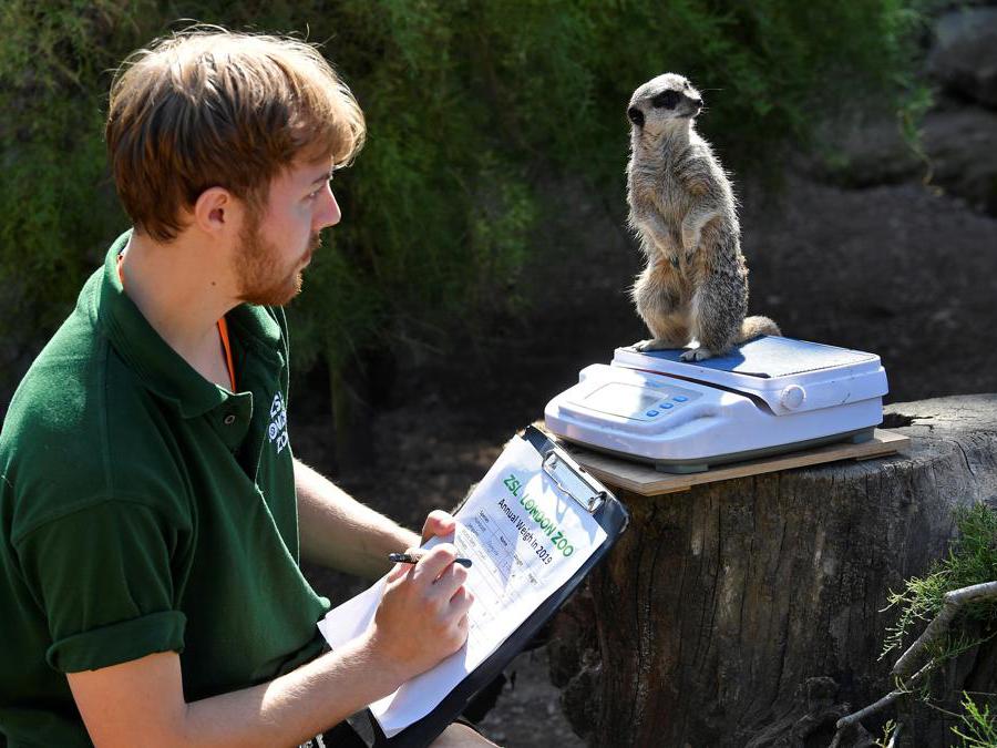 Un meerkat sulla bilancia elettronica  allo zoo di Londra, durante la prima giornata dell’«annual weight-in 2019» organizzato dalla Zoological Society of London (ZSL)  REUTERS/Toby Melville