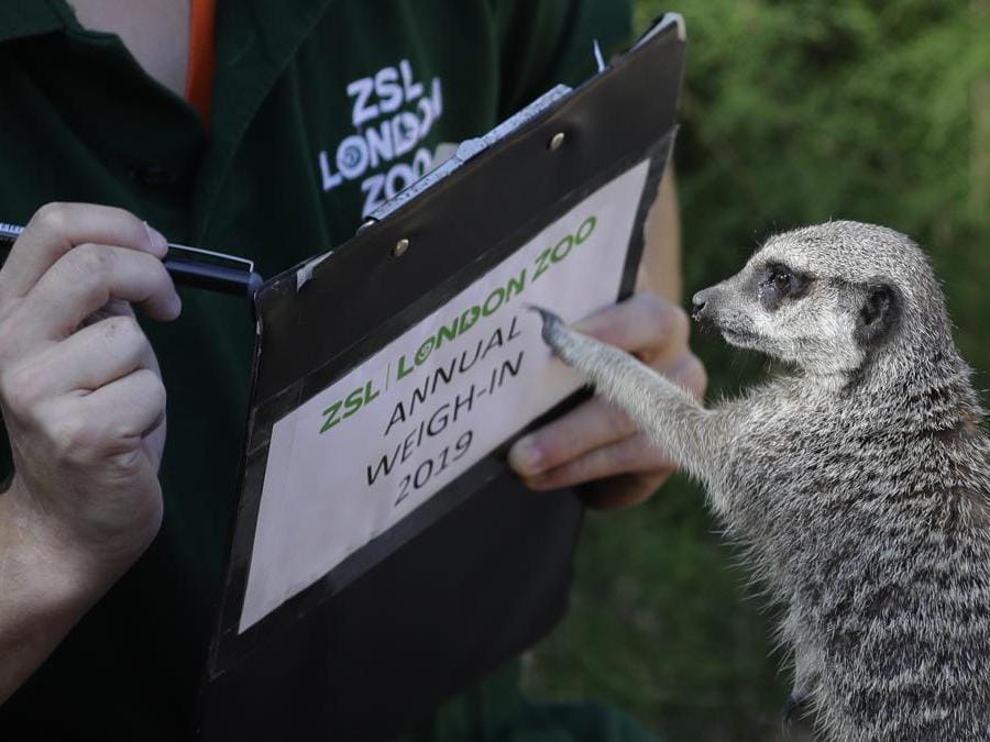 Un meerkat  incuriosito dall’attrezzatura del volontario della  Zoological Society of London (ZSL) (AP Photo/Kirsty Wigglesworth)