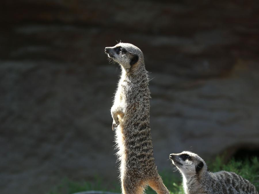 I meerkats  sulla bilancia elettronica  (Photo by Isabel INFANTES / AFP)