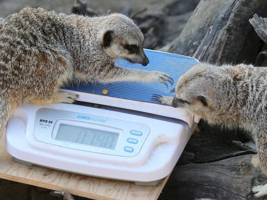 I meerkats  sono attirati sulla bilancia elettronica con delle crocchette  (Photo by Isabel INFANTES / AFP)