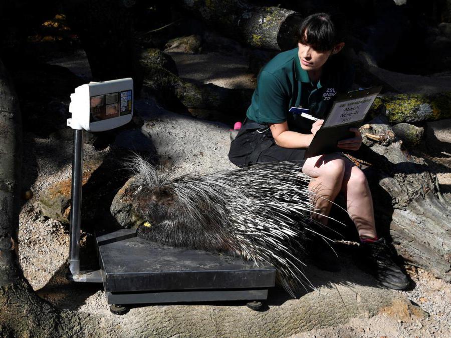 Un porcospino sale sulla pesa allo zoo di Londra durante la prima giornata dell’«annual weight-in 2019» organizzato dalla Zoological Society of London (ZSL) REUTERS/Toby Melville