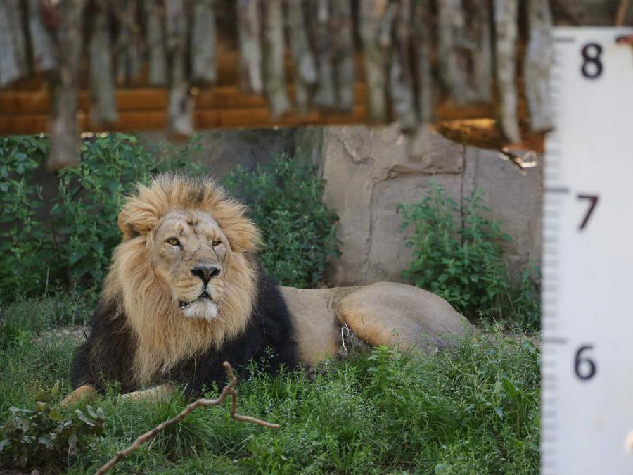 Un maschio di leone asiatico al  London Zoo  (Photo by Isabel INFANTES / AFP)
