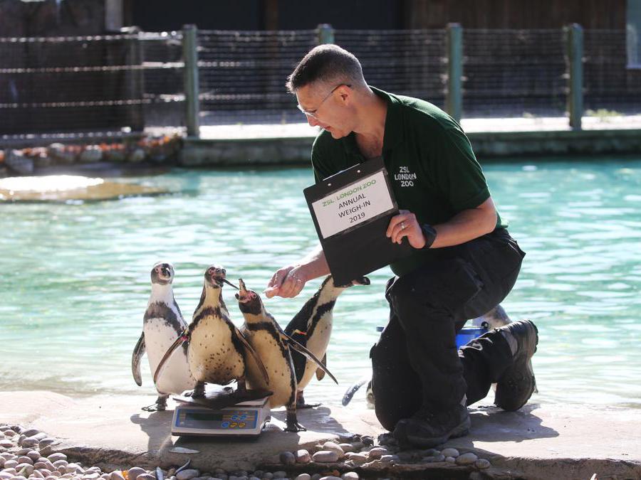 Pesciolini per attirare i pinguini sulla bilancia al London Zoo: è il primo giorno dell’«annual weight-in 2019» organizzato dalla Zoological Society of London (ZSL)   (Photo by Isabel INFANTES / AFP)