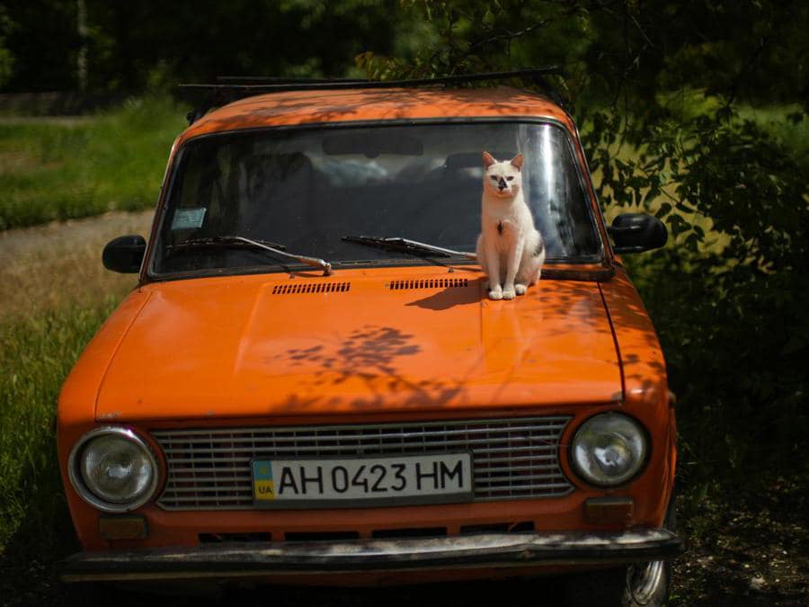 Un gatto sul cofano di un’auto in un parco pubblico a Bakhmut, nell’Ucraina orientale (AP Photo/Francisco Seco)