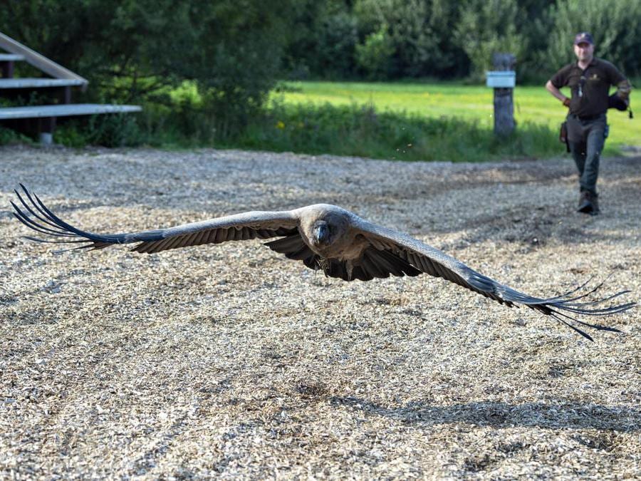 Ecco il condor Molina, l'uccello più grande del mondo Il Sole 24 ORE Ecco il condor Molina, l'uccello più grande del mondo Il Sole 24 ORE