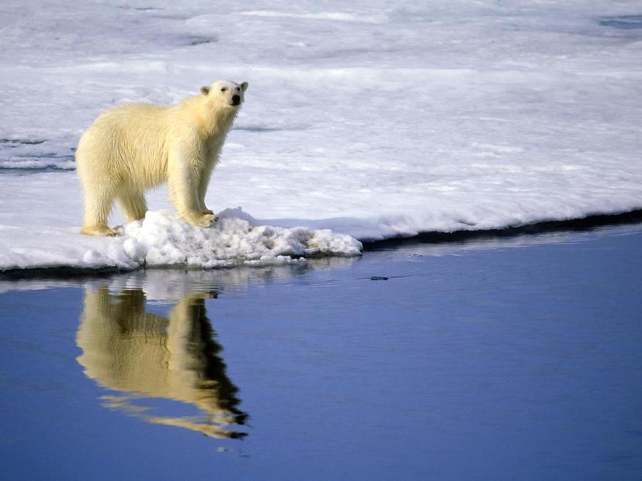 Polar bear, Wapusk National Park © Parks Canada / Wayne Lynch