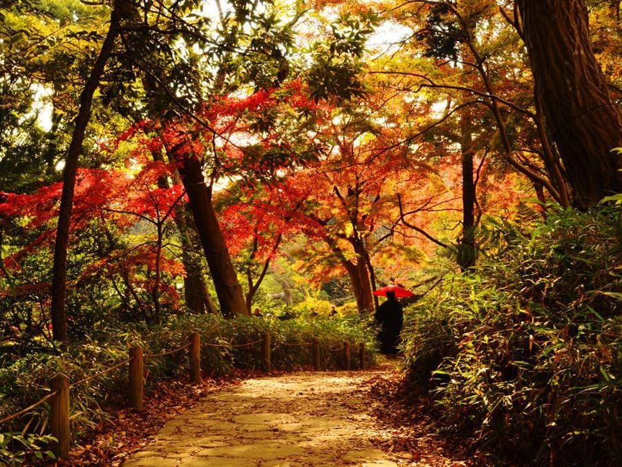 Nei giardini Rikugien, situati nel quartiere Bunkyo, nella zona nord di Tokyo dal 20 novembre al 12 dicembre, dove si trovano diverse varietà di aceri e zelkove, viene prolungato l'orario di apertura per le speciali illuminazioni serali. Al calare del sole il contrasto delle foglie con il cielo scuro rende i colori ancora più vibranti, regalando scorci unici di questa area verde che ha da sempre ispirato artisti e poeti e rientra nel patrimonio culturale della città.