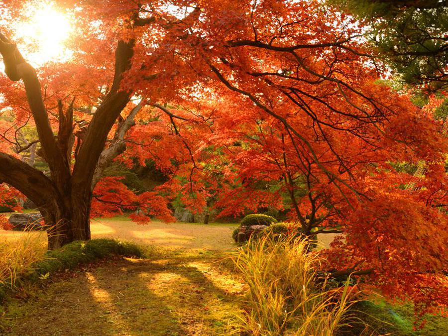 Nei giardini Rikugien, situati nel quartiere Bunkyo, nella zona nord di Tokyo dal 20 novembre al 12 dicembre, dove si trovano diverse varietà di aceri e zelkove, viene prolungato l'orario di apertura per le speciali illuminazioni serali. Al calare del sole il contrasto delle foglie con il cielo scuro rende i colori ancora più vibranti, regalando scorci unici di questa area verde che ha da sempre ispirato artisti e poeti e rientra nel patrimonio culturale della città.