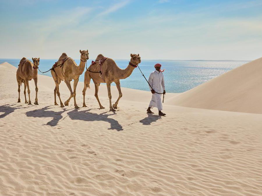 Qatar, Inland Sea Camels