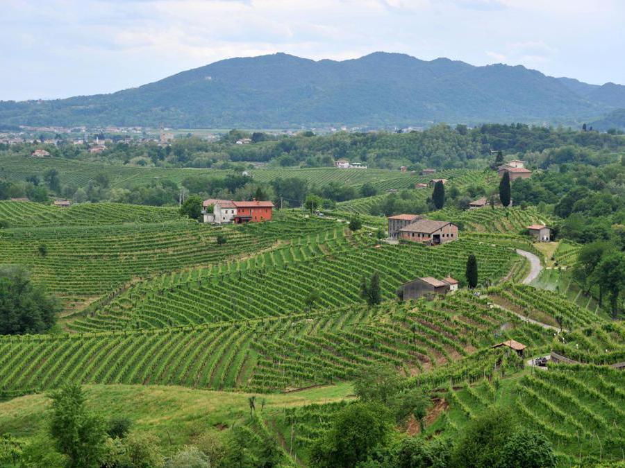 Panoramica sulle terrazze coltivate a vite (Prosecco) in località Colleselle di Santo Stefano . ANSA/ANDREA MEROLA