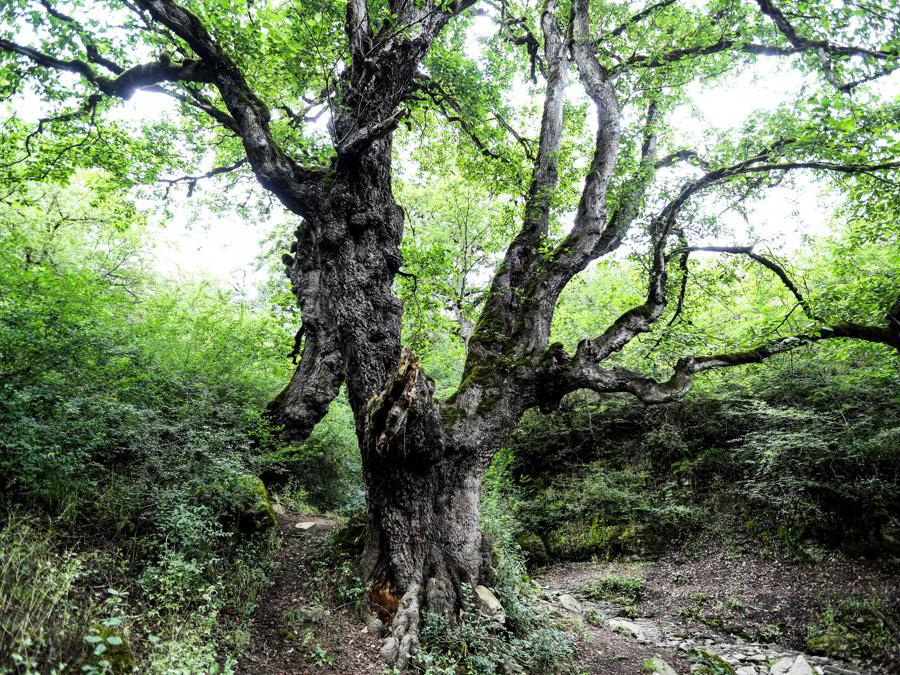 Un albero nelle foreste di Hyrcanian recentemente aggiunto alla Lista del Patrimonio Mondiale dell'UNESCO, ad Alimestan, nella provincia di Mazandaran settentrionale dell'Iran. Il 5 luglio il Comitato del Patrimonio Mondiale dell'UNESCO ha votato per aggiungere le foreste iraniane alla lista del patrimonio mondiale, lodando l'area per la sua “notevole” biodiversità. Le antiche foreste di Hyrcan nel nord dell'Iran, risalenti a 50 milioni di anni fa, percorrono 530 miglia (850 chilometri) lungo la costa del Mar Caspio e ospitano il leopardo persiano e quasi 60 altre specie di mammiferi, oltre a 160 specie di uccelli. (Photo by ATTA KENARE / AFP)